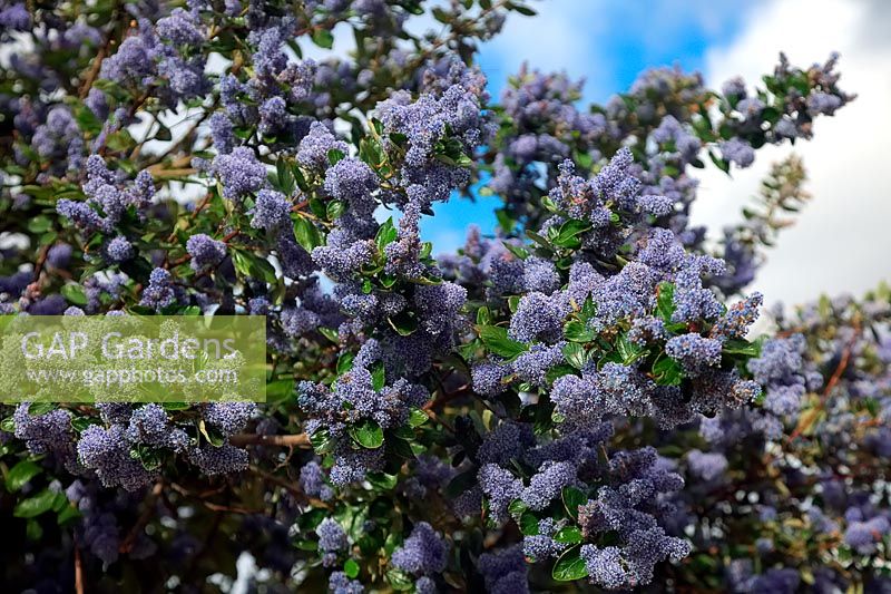 Ceanothus arboreus 'Trewithen Blue' AGM