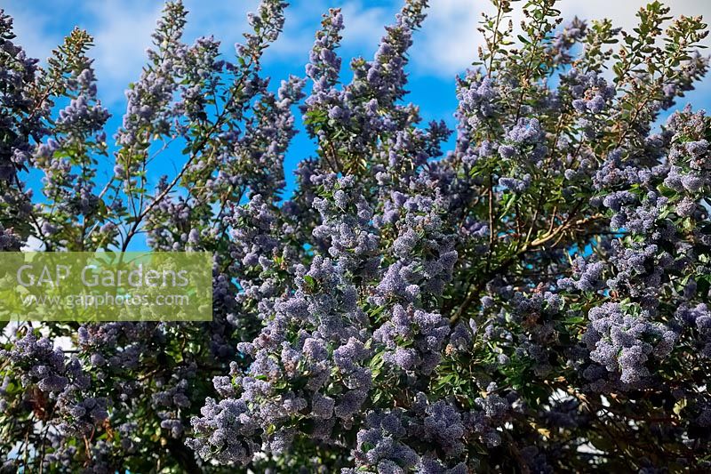 Ceanothus arboreus 'Trewithen Blue' - Californian lilac 'Trewithen Blue'