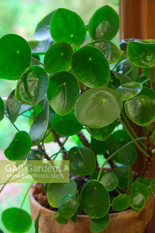 Pilea peperomioides AGM growing happlily on a north facing kitchen windowsill