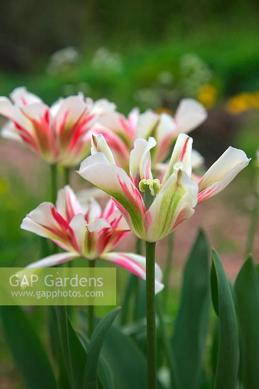 Tulipa 'Flaming Springgreen' 