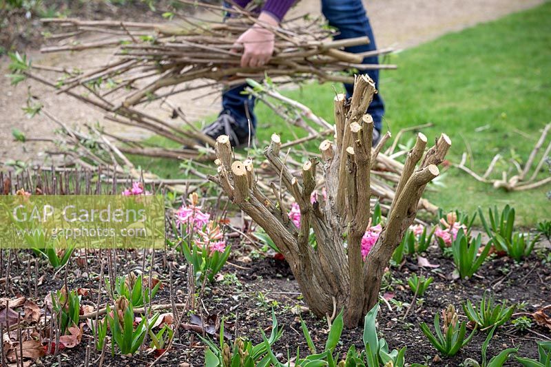 Pruning buddleia stems down to 45cm in early spring using loppers - Buddleia davidii 'Black Knight'. Butterfly bush