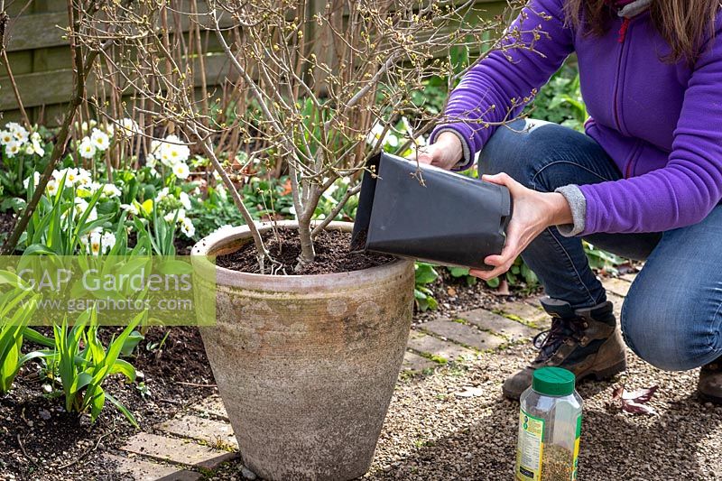 Top dressing a container with fresh compost and controlled-release fertiliser. Adding new compost - Syringa pubescens subsp. microphylla 'Superba' - Lilac