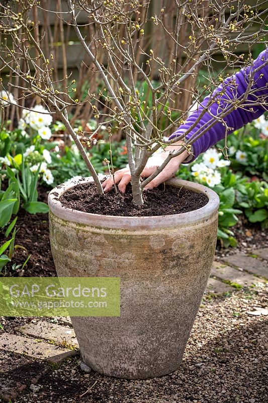 Top dressing a container with fresh compost and controlled-release fertiliser. Adding new compost - Syringa pubescens subsp. microphylla 'Superba' - Lilac