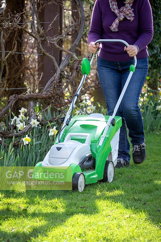First mowing of the lawn in early spring using a rechargeable battery mower. 
