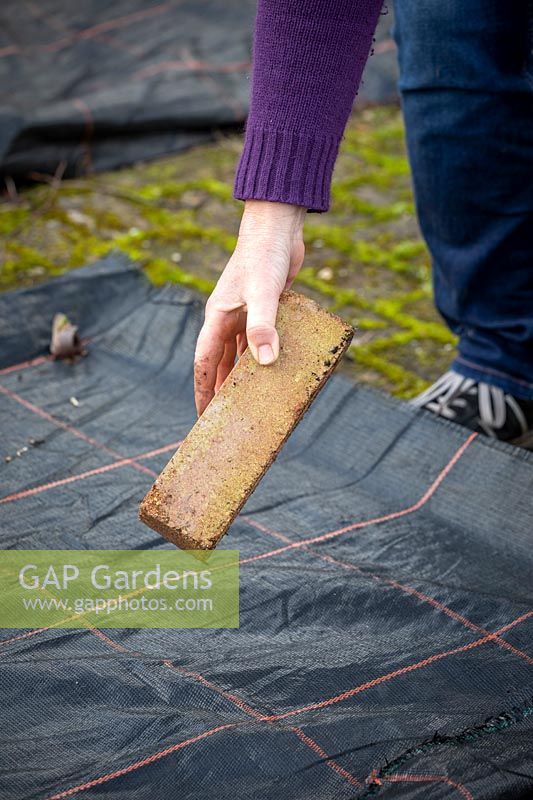Covering a vegetable bed with plastic in order to suppress weeds and warm up the soil. Weighing down the membrane with a brick