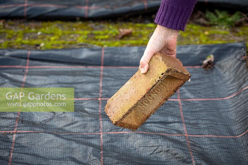 Covering a vegetable bed with plastic in order to suppress weeds and warm up the soil. Weighing down the membrane with a brick.