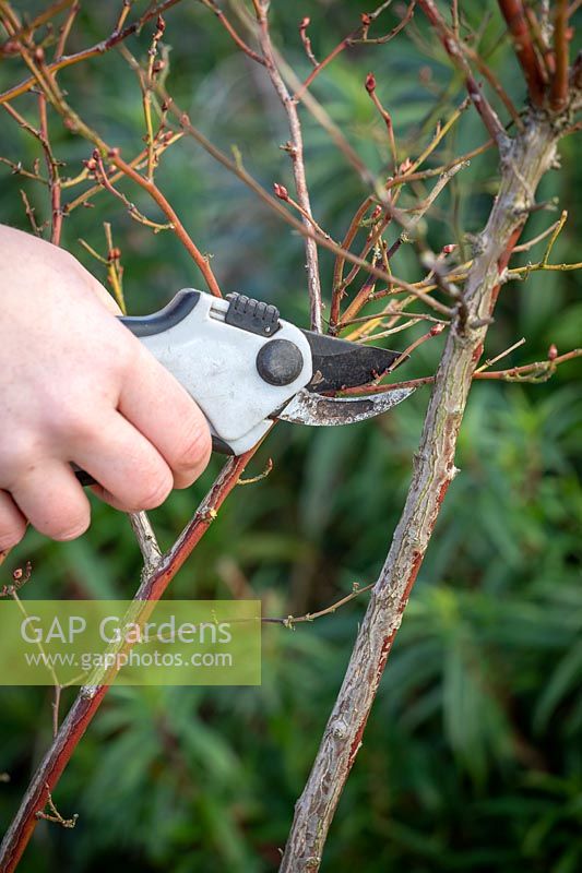 Pruning a blueberry bush. Removing weak, spindly growth and crossing stems with secateurs