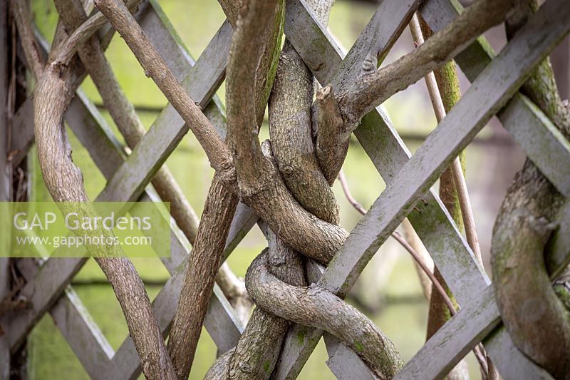 Wisteria branched twined around trellis