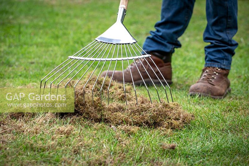 Raking out moss and dead grass from a lawn with a tine rake