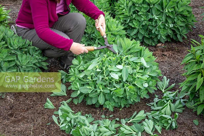 Giving the 'Chelsea chop' to a sedum in spring using shears. Reducing top growth by a third to ensure it remains compact and doesn't flop over later in the season. Hylotelephium Herbstfreude Group 'Herbstfreude' syn. 'Autumn Joy'. 