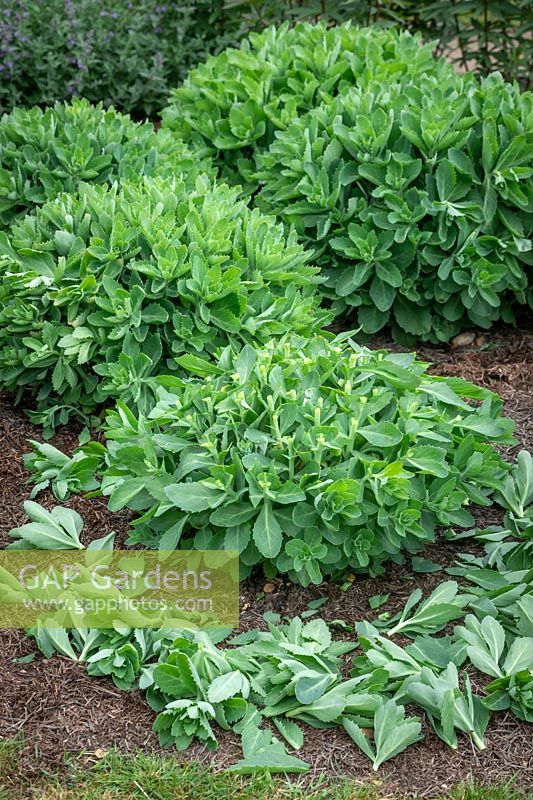 Giving the 'Chelsea chop' to a sedum in spring using shears. Reducing top growth by a third to ensure it remains compact and doesn't flop over later in the season. Hylotelephium Herbstfreude Group 'Herbstfreude' syn. 'Autumn Joy'. 