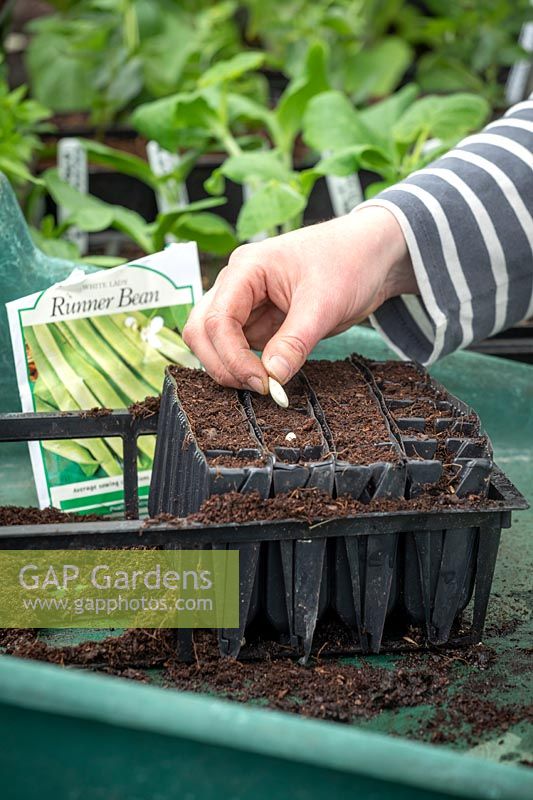 Sowing Runner bean 'White Lady' individually into root trainer modules. Phaseolus coccineus. 