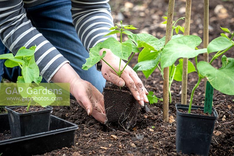 Planting out young runner bean plants at the base of a cane teepee. Phaseolus coccineus 'White Lady' - Runner bean