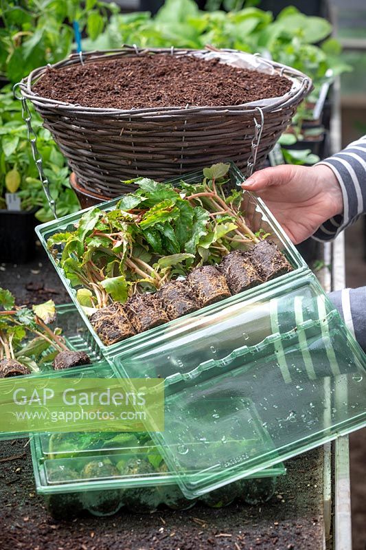 Planting up a hanging basket using mail order begonia plug plants