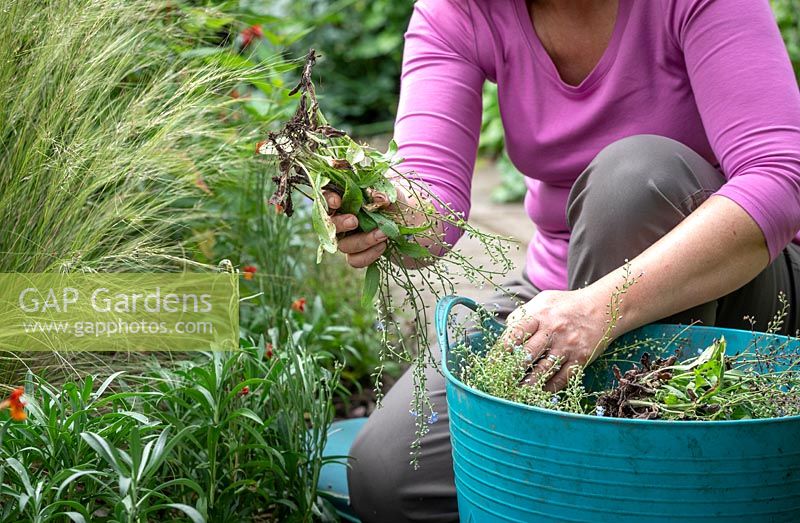 Removing Myosotis - forget-me-nots - from a border after they have finished flowering in order to stop them self seeding