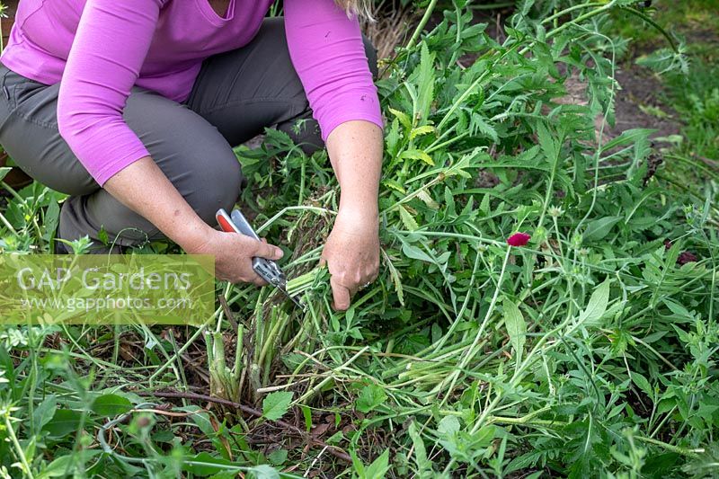 Deadheading and cutting back oriental poppies after they have finished flowering.