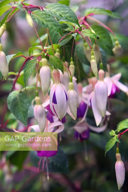 Fuchsia 'Delta's Sara'