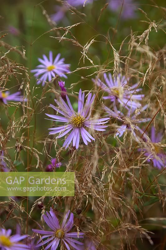 Aster pyrenaeus 'Lutetia' with Deschampsia cespitosa in September.