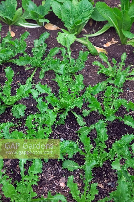 Cichorium endivia 'Pancalieri' AGM 