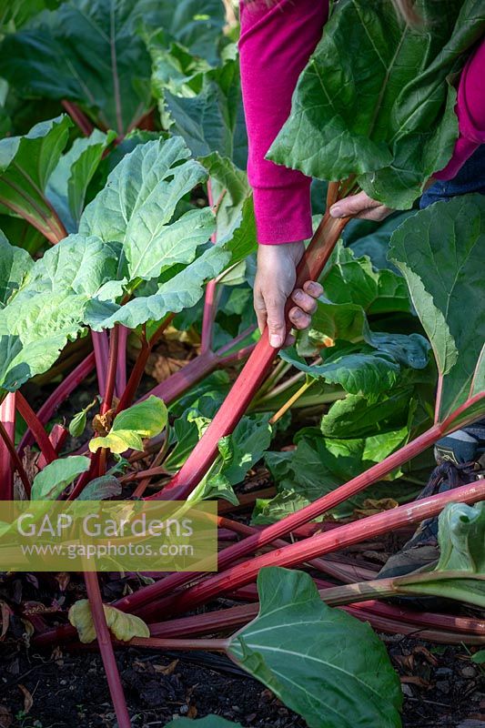 Harvesting rhubarb by pulling