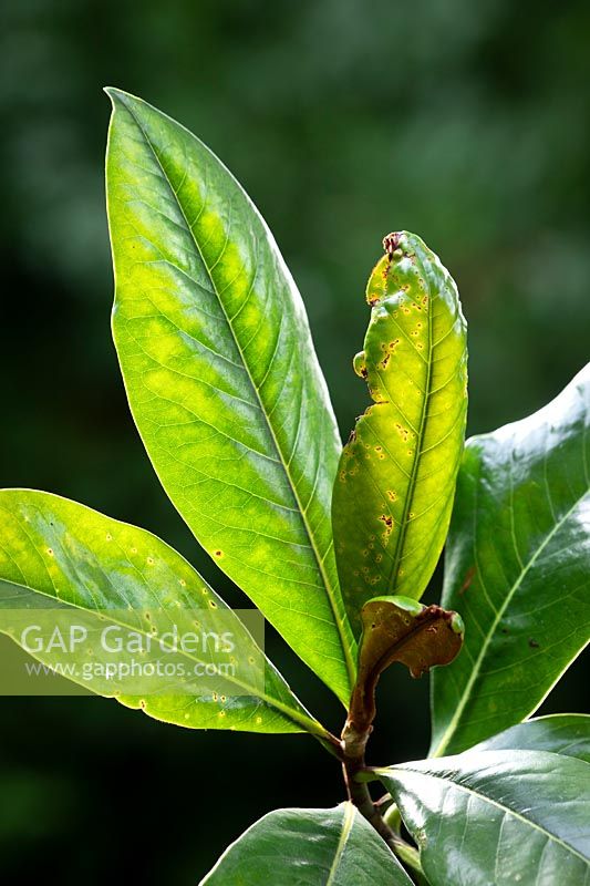 Capsid bug damage on Magnolia grandiflora