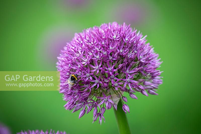 Allium 'Pinball Wizard' with Bee