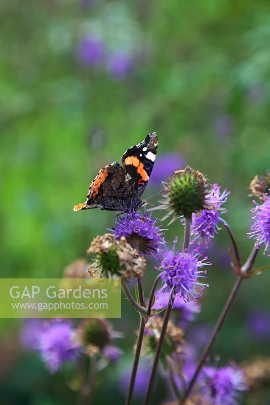 Succisa pratensis Devils Bit Scabious with Vanessa atalanta - red admiral butterfly