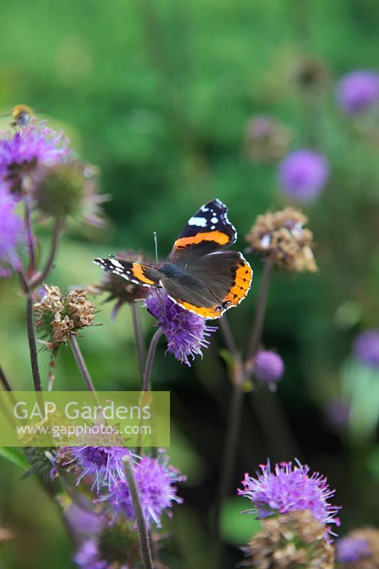 Succisa pratensis Devils Bit Scabious with Vanessa atalanta, the red admiral butterfly 
