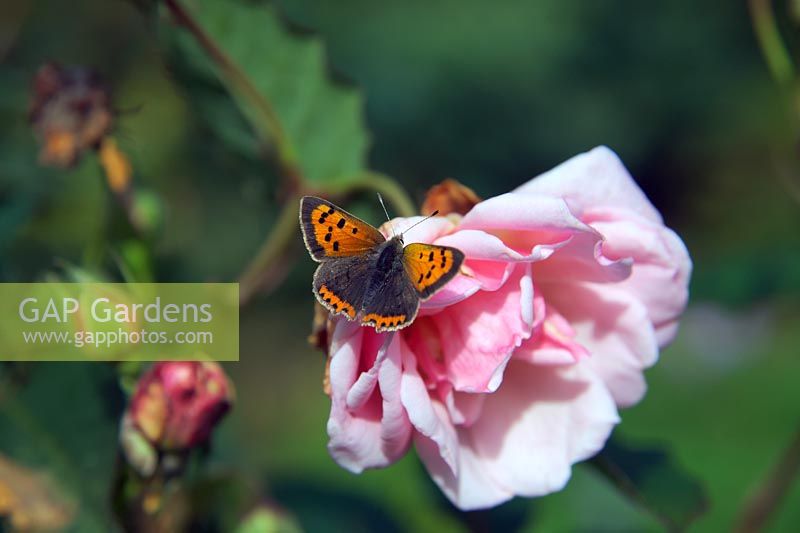 Lycaena phlaeas Small Copper Butterfly basking on a flower of Rosa 'Felicia' hybrid musk rose
