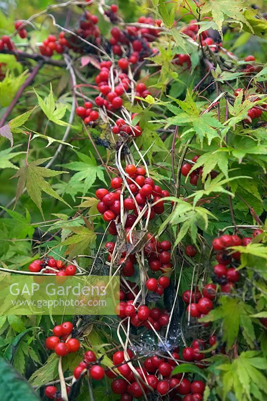 The red fruits of Tamus communis - Black Bryony and the autumn foliage of Acer palmatum 'Sango-kaku' AGM syn. Acer palmatum 'Senkaki' 