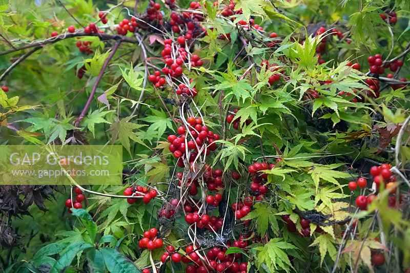The red fruits of Tamus communis - Black Bryony and the autumn foliage of Acer palmatum 'Sango-kaku' AGM syn. Acer palmatum 'Senkaki' 