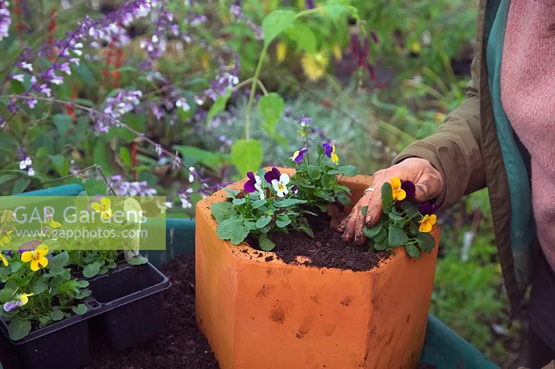 Woman planting Viola in terracotta pot.
