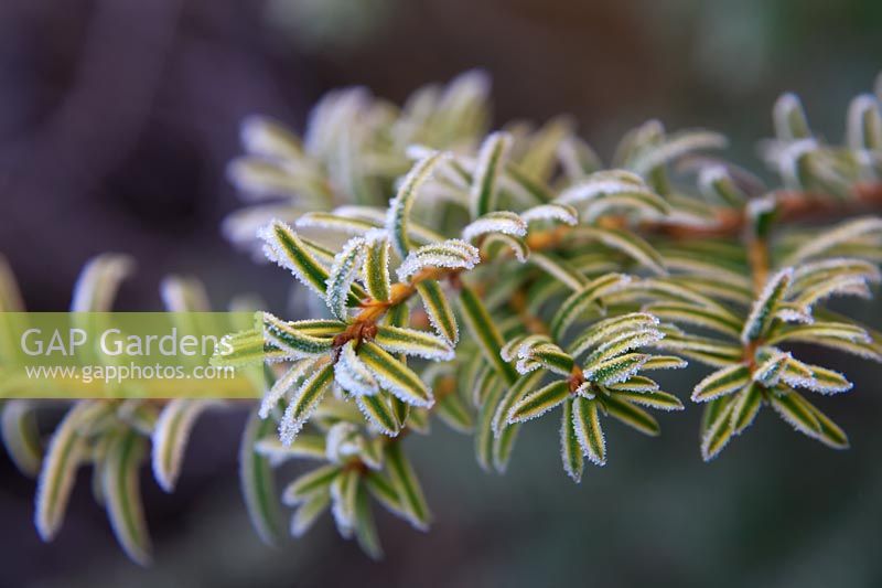 Taxus baccata 'Corleys Coppertip' with hoar frost in January. 