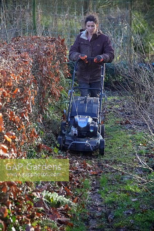 Woman gardener using a self-propelled rotary mower to collect winter hedge clippings. 