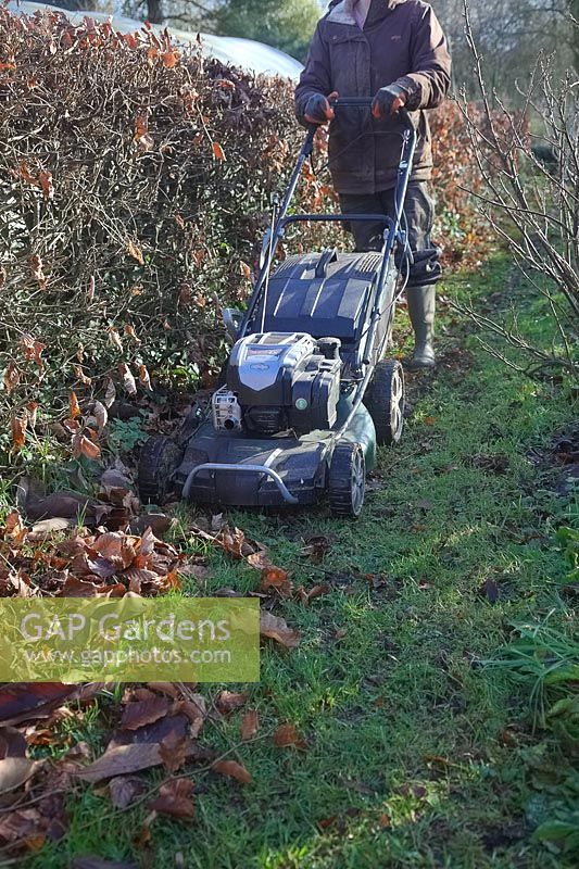Woman gardener using a self-propelled rotary mower to collect winter hedge clippings. 
