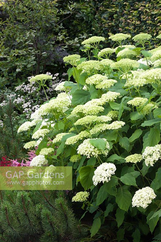 Hydrangea arborescens 'Annabelle' with Pinus mugo and Dianthus deltoides 'Flashing Lights' in border - July, Cheshire
