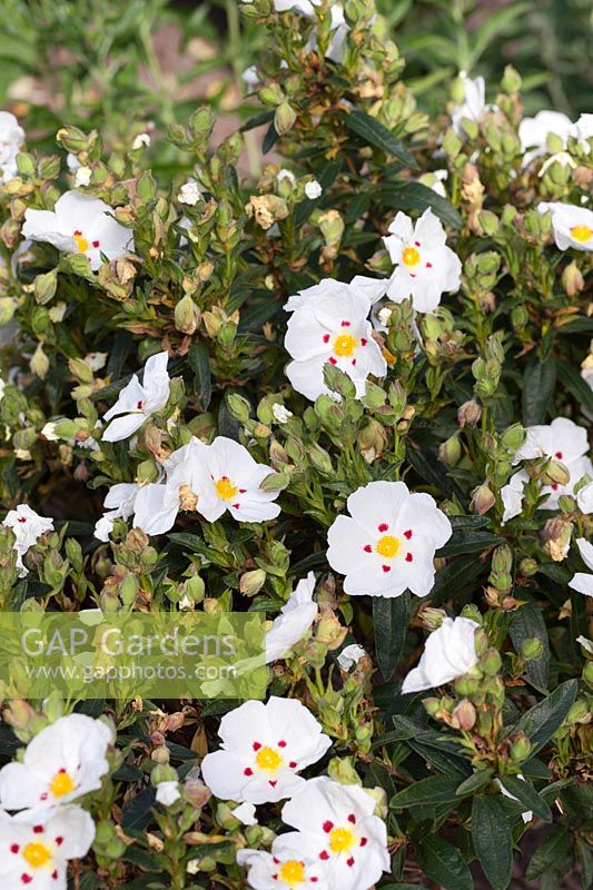 Cistus x purpureus 'Alan Fradd' - Rock Rose - July, Cheshire