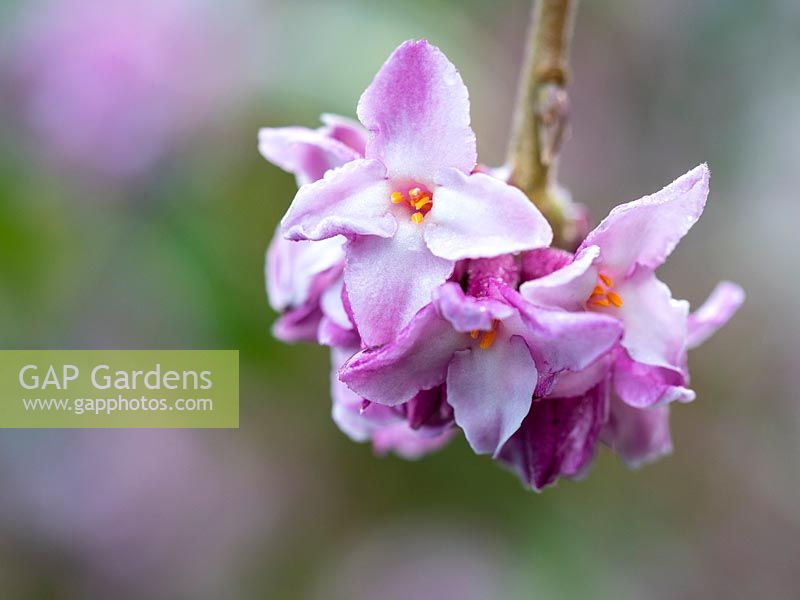 Daphne odora 'Aureomarginata' 