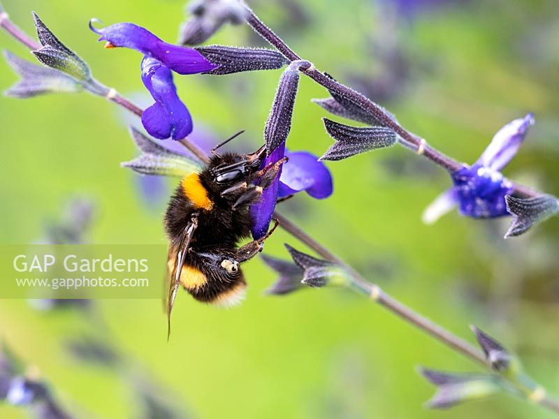 Bee visiting Salvia greggii 'Blue Note' flower