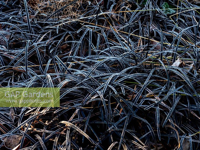 Ophiopogon planiscapus 'Nigrescens' - Black lilyturf