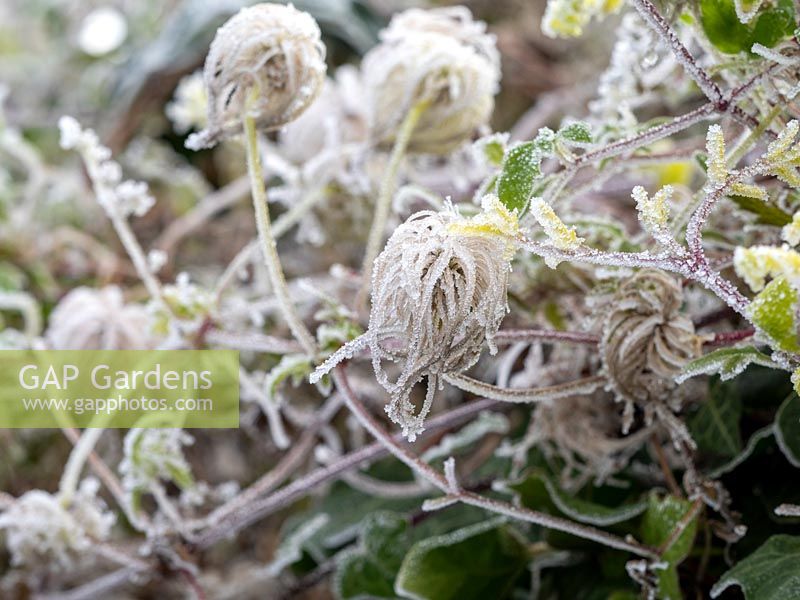 Clematis tangutica 'Bill Mackenzie' seedheads caught in winter frost. 