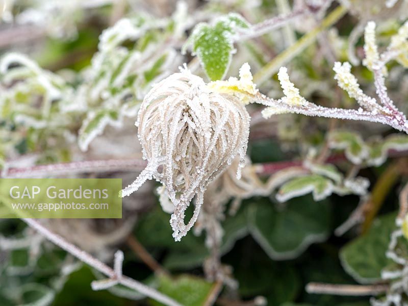 Clematis tangutica 'Bill Mackenzie' seedheads caught in winter frost.
