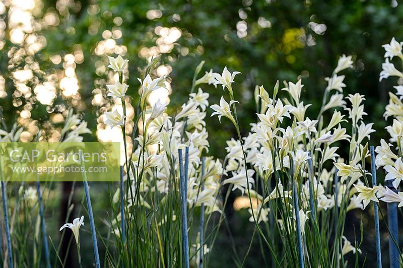 Gladiolus tristis - Evening flower