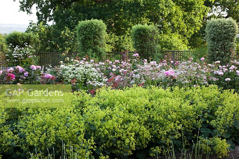 Alchemilla mollis with roses and clipped columns of Pittosporum. Rosa 'Mum in a Million', 'Big Purple', 'Boscobel', 'Queen of Sweden' and 'Brother Cadfael'