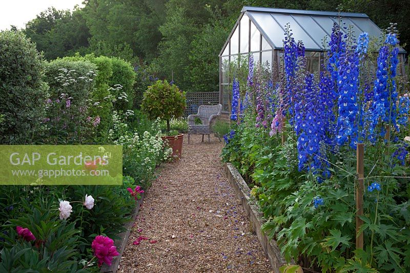 Delphinium 'Guardian Blue' and 'Magic Fountains Mix' flowering in the rose garden with gravel path leading to greenhouse and old wicker chair. 