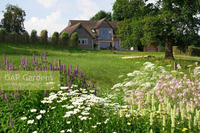 A view of the house from The cutting garden with Agastache 'Liquorice Blue', 'Liquorice White', Ammi majus and Leucanthmum 'Snow Lady'.
