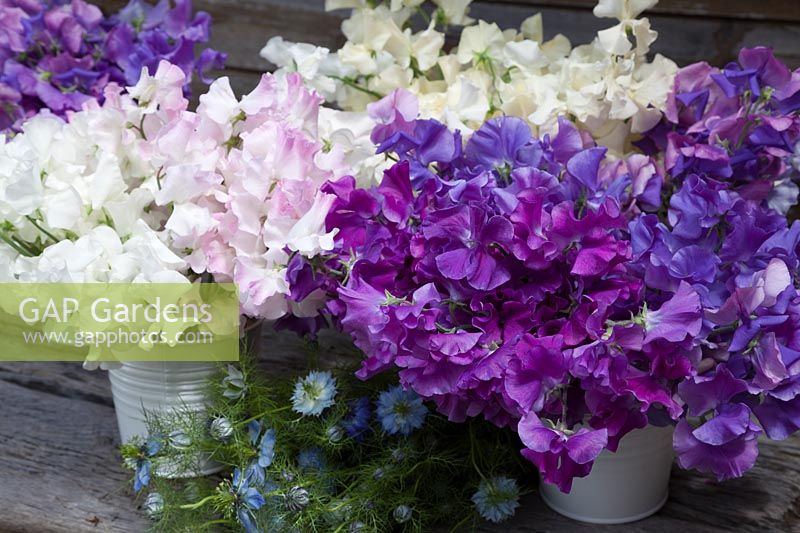 Buckets of Sweet Peas including 'White Supreme', 'Anniversary', 'Erewhon', 'Jilly', 'Eclipse' 