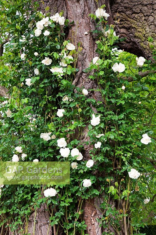 Rosa 'Iceberg' climbing through an old tree.