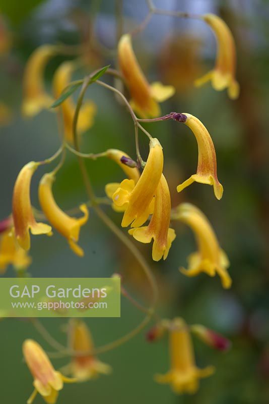 Pandorea pandorana 'Golden Showers'