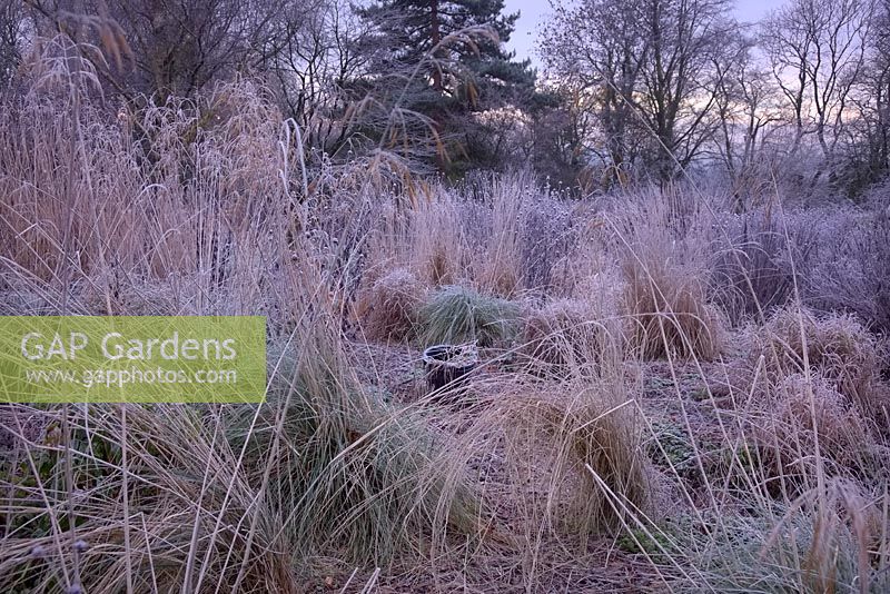 Tall frosted grasses in winter including Calamagrostis x acutiflora 'Karl Foerster' and Dipsacus inermis. This foliage provides habitat for a hibernating population of Dormice, which build winter nests in the tussocks of the grasses. 